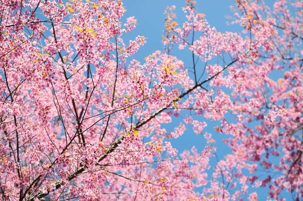 Cherry Blossom – Japan Specialist Travel